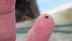 Diomus notescens