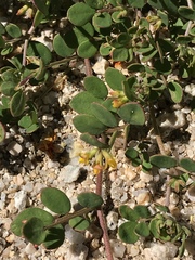 Acmispon maritimus
