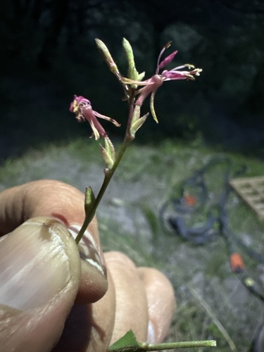Harlequinbush (Oenothera hexandra)