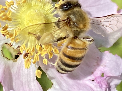 iNaturalist observation photo of Western Honey Bee