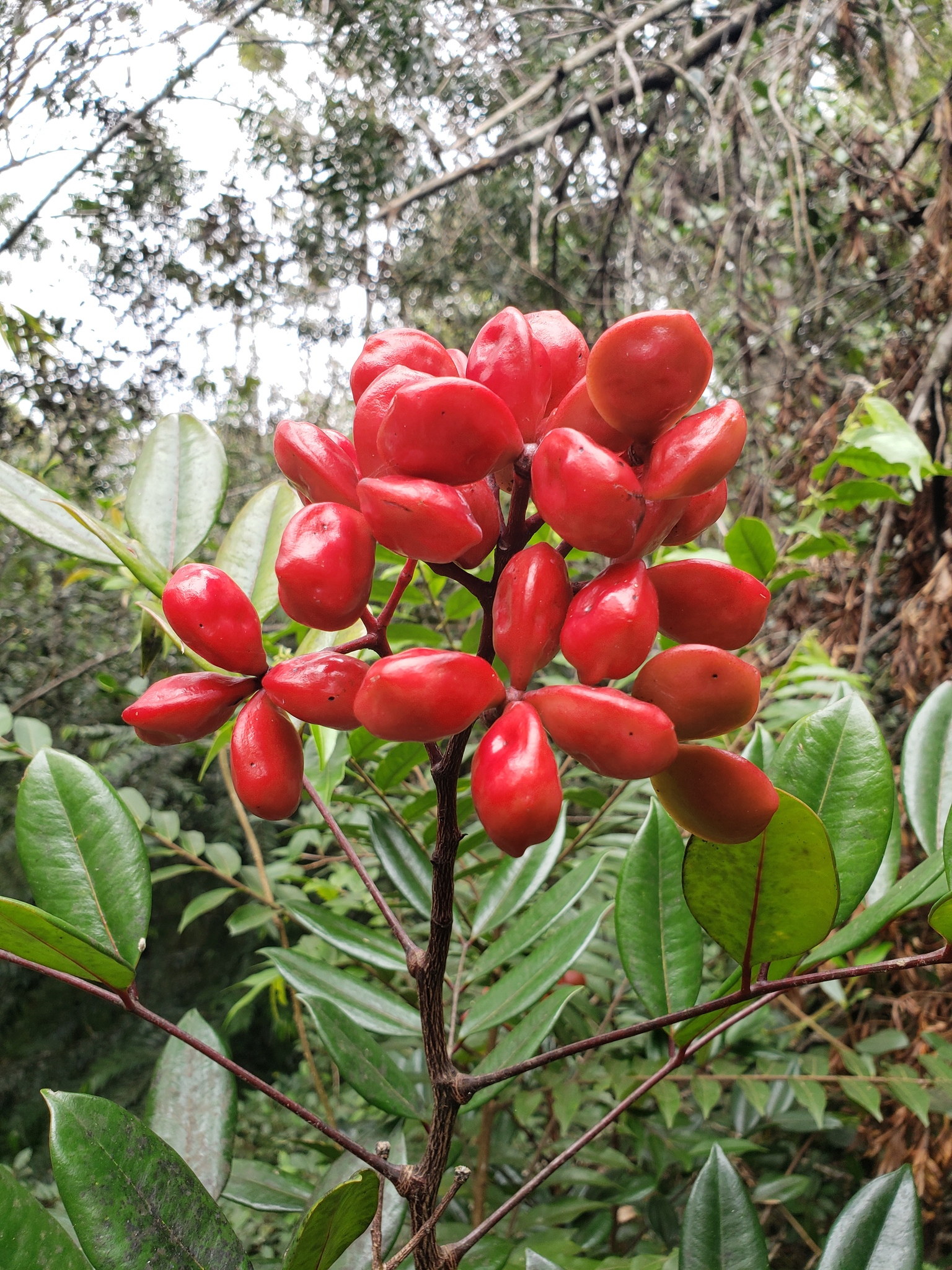Simarouba tulae