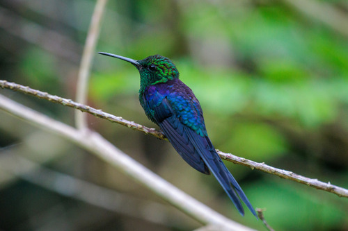 Long-tailed Woodnymph (Thalurania watertonii), photo 2