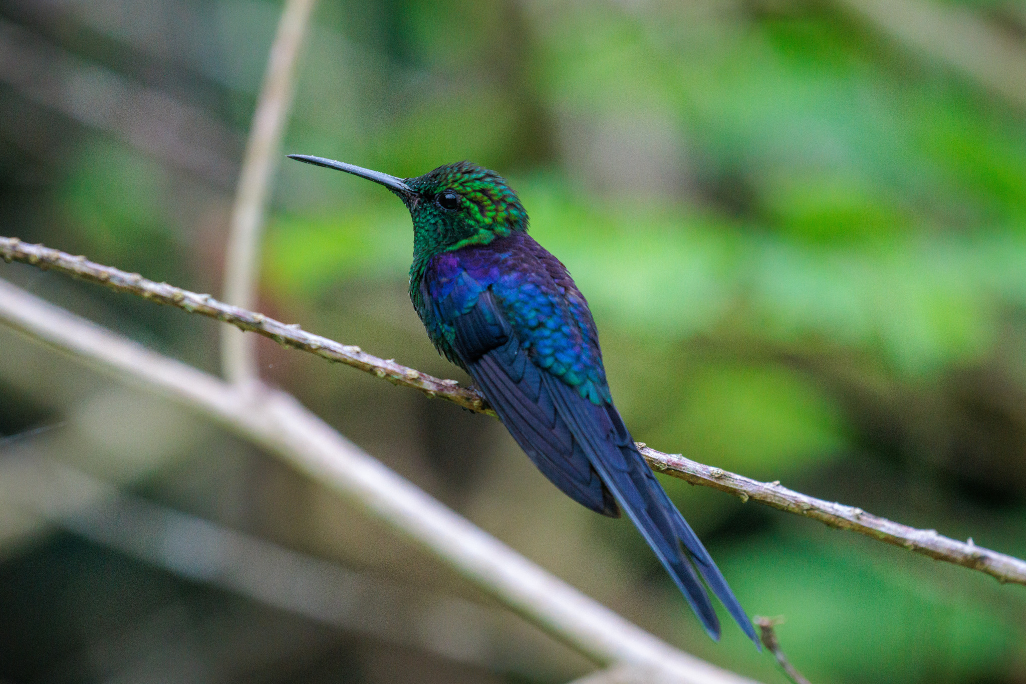 Long-tailed Woodnymph (Thalurania watertonii), photo 2