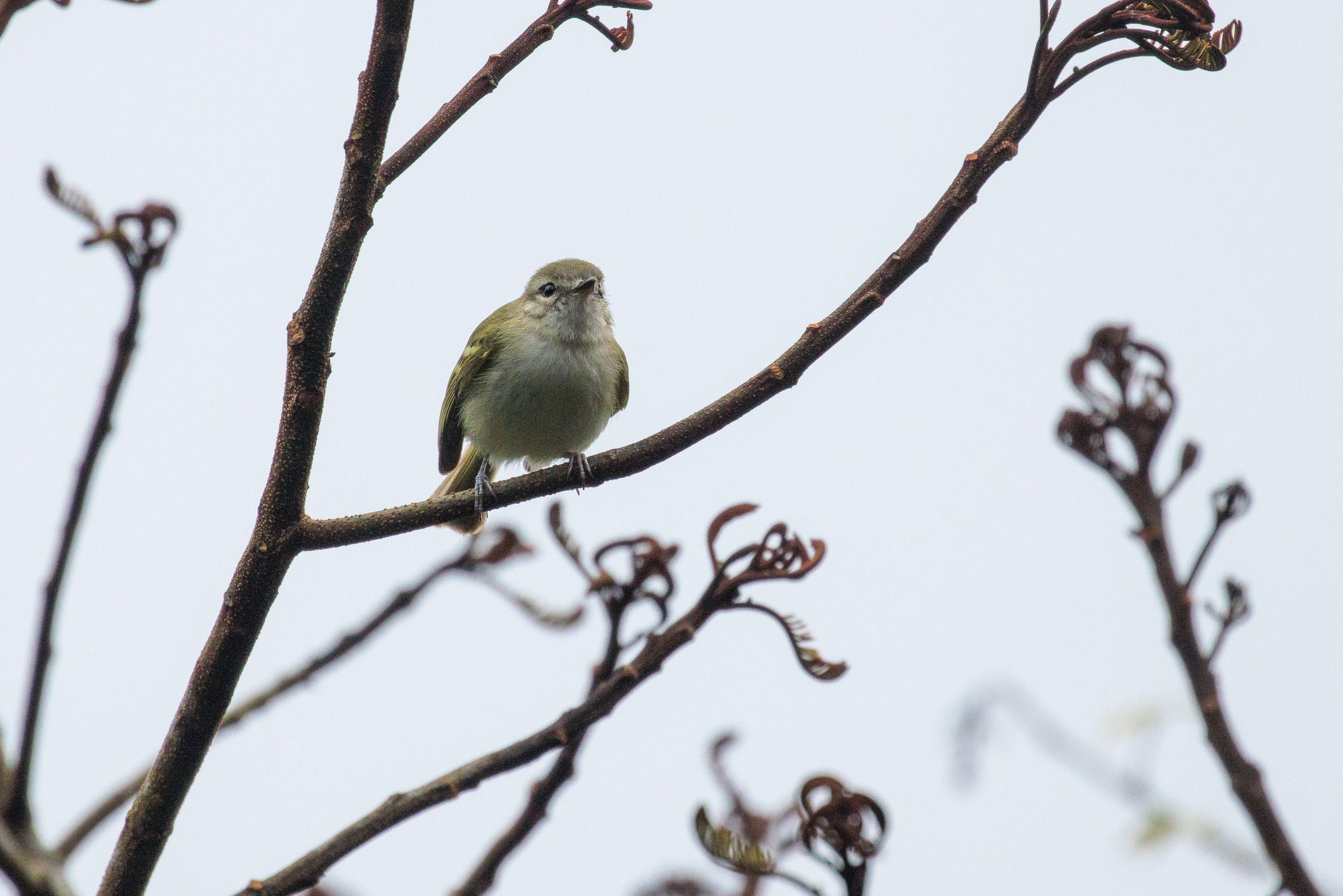 Alagoas Tyrannulet (Phylloscartes ceciliae), photo 1