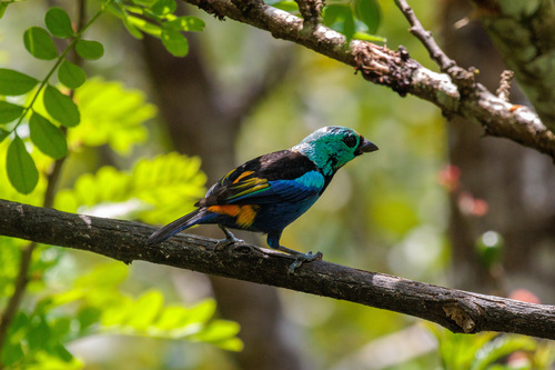 Seven-colored Tanager (Tangara fastuosa), photo 8