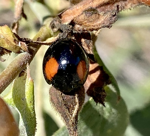 iNaturalist observation photo of Twice-struck Lady Beetle