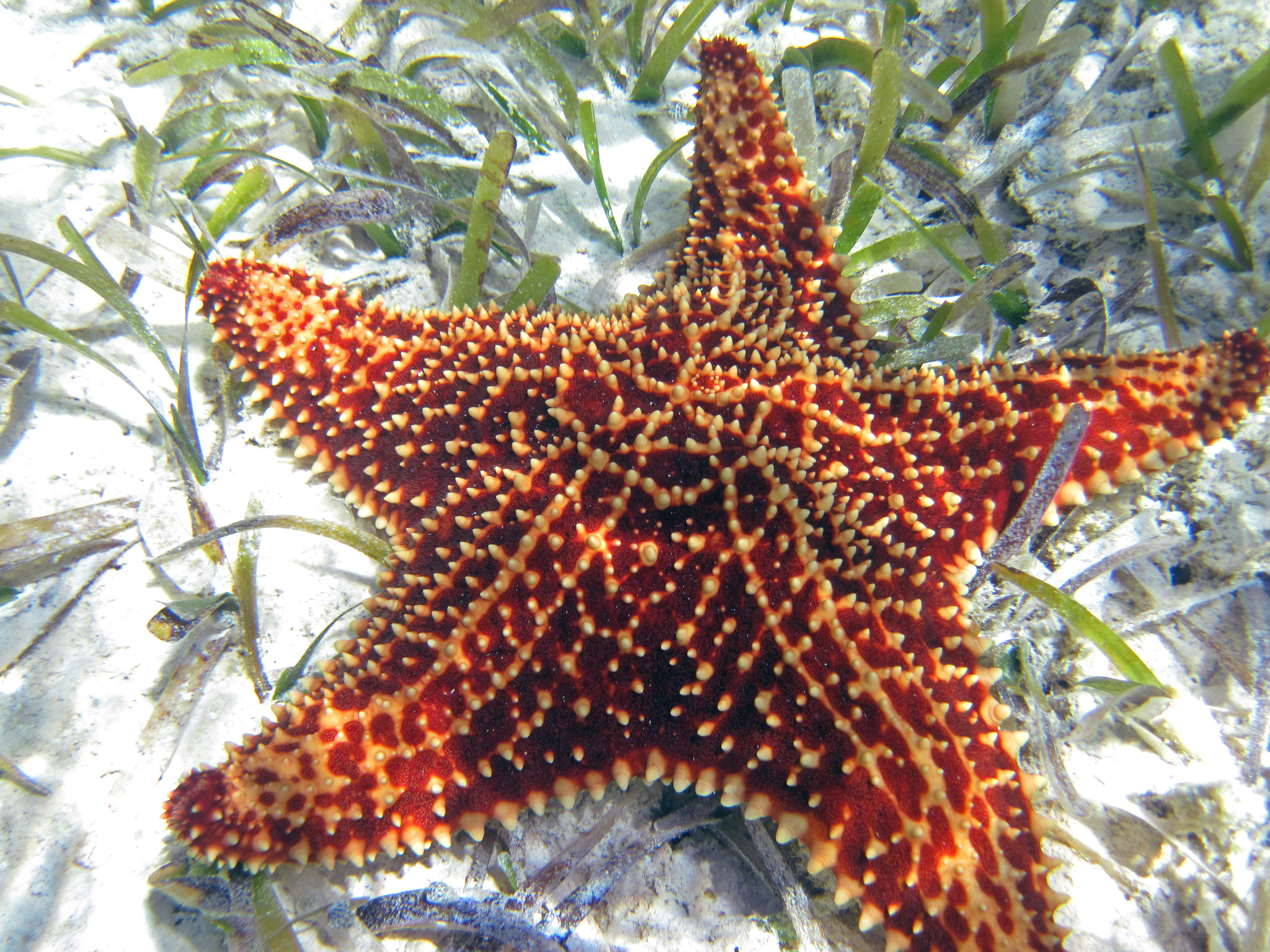 Red Cushion Sea Star (Oreaster reticulatus) - ANGARI Foundation