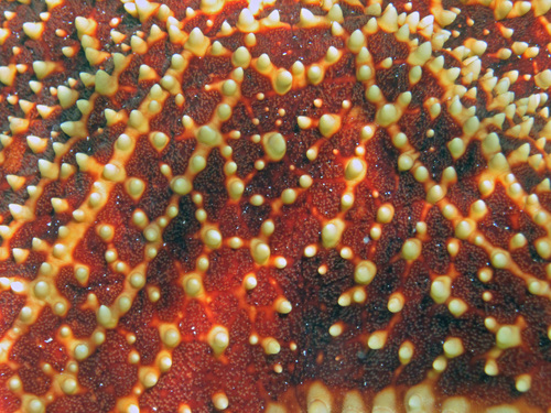 Red Cushion Sea Star, photo 4 of 10