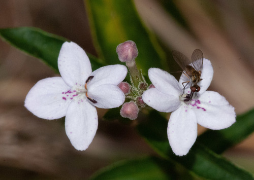 Pseuderanthemum variabile