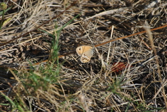 Coenonympha dorus