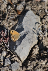 Coenonympha dorus