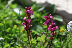 Pedicularis nordmanniana