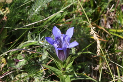 Gentiana septemfida