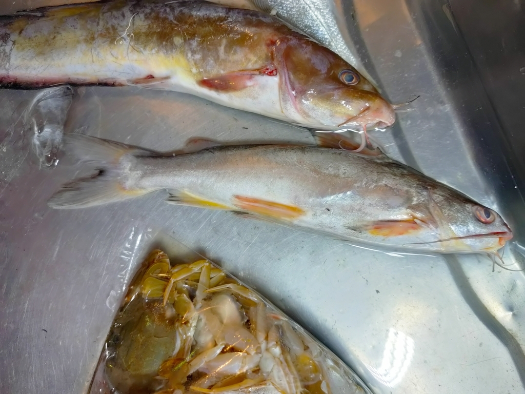 Plotosus nhatrangensis