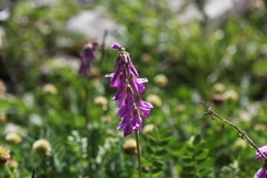 Hedysarum caucasicum