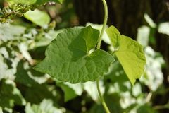 Mikania periplocifolia
