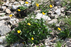 Ranunculus breyninus