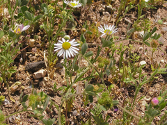 Aphanostephus ramosissimus