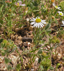 Aphanostephus ramosissimus