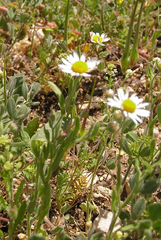 Aphanostephus ramosissimus