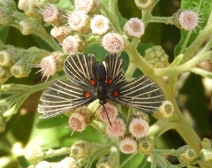 Melanis cephise cephise