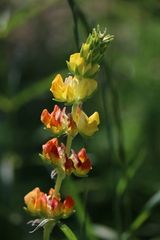 Magnoliopsida