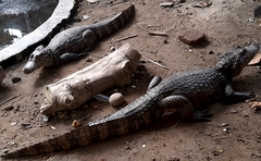 Crocodylia