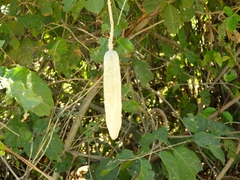 Adenocalymma inundatum