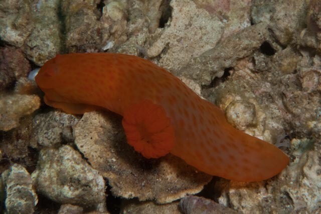 Gymnodoris inornata