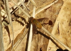 Chrysanthrax edititius