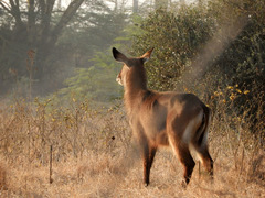 Kobus ellipsiprymnus defassa
