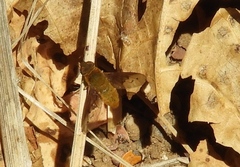 Chrysanthrax edititius