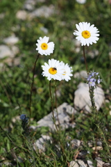 Tripleurospermum caucasicum