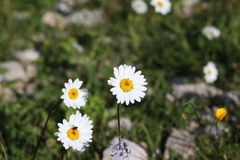 Tripleurospermum caucasicum