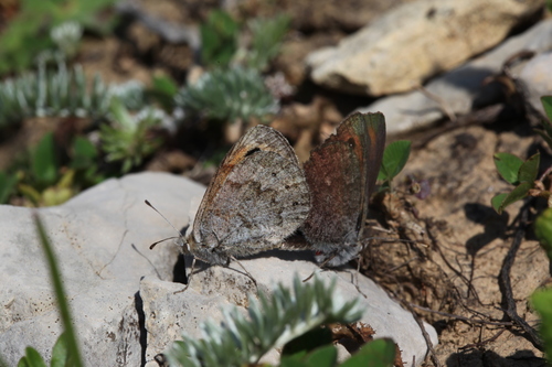 Erebia iranica