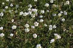 Cerastium polymorphum