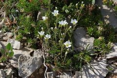Cherleria circassica