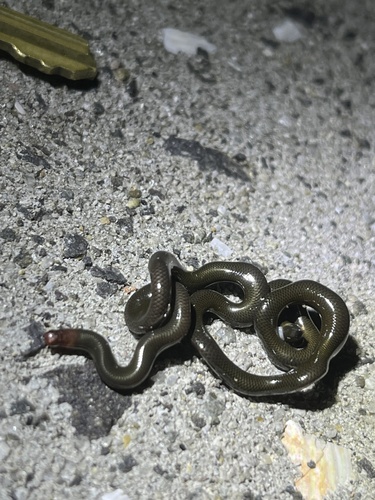 Photo of a Whitenose Blind Snake (Liotyphlops albirostris)