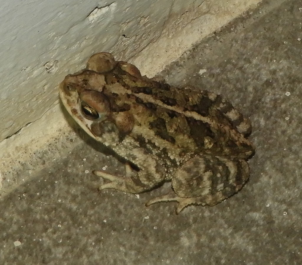 Sinaloa toad from Mazatlán, Sin., México on October 17, 2023 at 06:45 ...