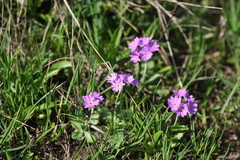 Primula algida