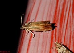 Eucosma umbrastriana