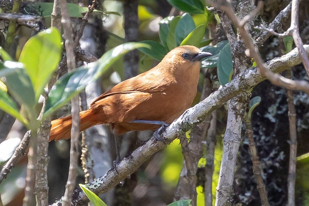 Rufous Wren