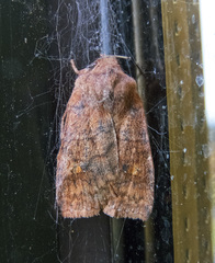 Eupsilia tristigmata