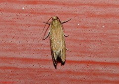 Eucosma verna