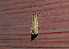 Eucosma verna