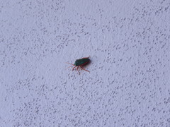 Edessa rufomarginata