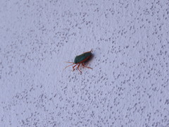 Edessa rufomarginata