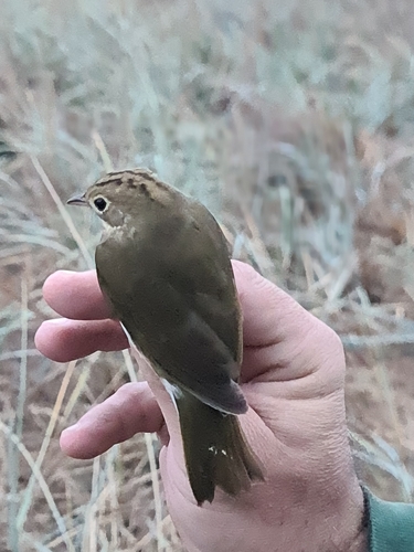 Ovenbird, Sacele, Romania, photo 9 of 10