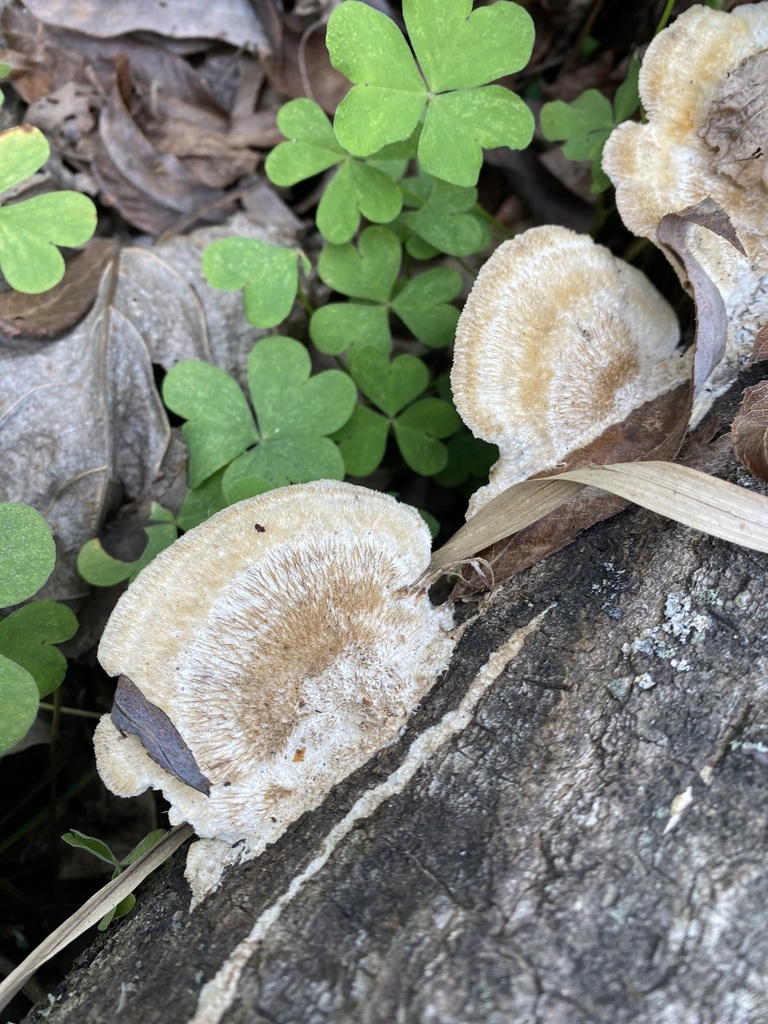 Coriolopsis trogii · July 2023 · photo: © carancho (iNaturalist, cc-by)