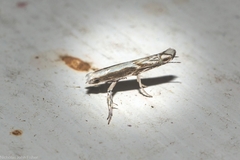Epicephala trigonophora